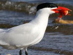 (Caspian Tern) catches Goldfish