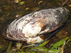 (Giant Floater Mussel) rear (Giant Floater Mussel) rear