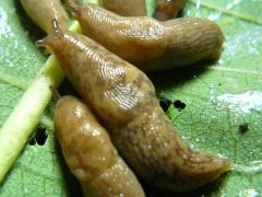(Common Milkweed) (Gray Garden Slug) on Common Milkweed