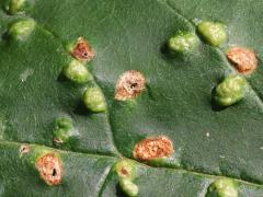 (Green Ash) (Ash Bead Gall Mite) upperside galls on Green Ash