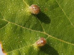 (River Birch) (Eriophyidae Gall Mite) upperside galls on River Birch