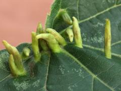 (American Linden) (Lime Nail Gall Mite) upperside galls on American Linden