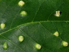 (Green Ash) (Ash Bead Gall Mite) upperside galls on Green Ash