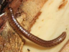 (Bur Oak) (Juliformia Round-backed Millipede) on Bur Oak