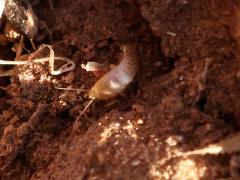 (Neoasterolepisma Silverfish) dorsal