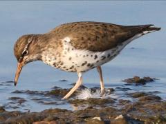 (Spotted Sandpiper) walking (Spotted Sandpiper) walking