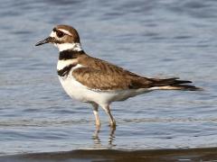 (Killdeer) wading (Killdeer) wading