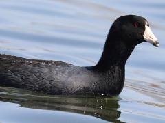 (American Coot) floating (American Coot) floating