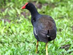 (Hawaiian Gallinule) rear (Hawaiian Gallinule) rear