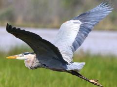 (Great Blue Heron) flying (Great Blue Heron) flying