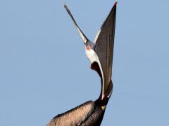 (Brown Pelican) adult yawning (Brown Pelican) adult yawning