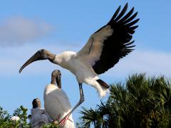 (Wood Stork) lands (Wood Stork) lands