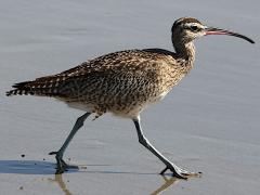 (Whimbrel) strutting (Whimbrel) strutting