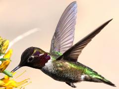 San Diego wildlife 2025