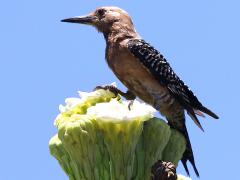 (Saguaro Cactus) (Gila Woodpecker) male on Saguaro Cactus