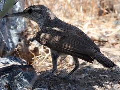 (Rock Wren) dorsal