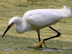 (Snowy Egret) stalking (Snowy Egret) stalking
