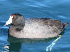 (American Coot) floating (American Coot) floating