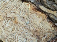 (Green Ash) (Emerald Ash Borer) galleries on Green Ash