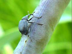 (White False Indigo) (Baptisia Seed Pod Weevil) ovipositing on White False Indigo