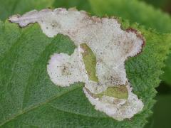 (Common Lantana) (Lantana Hispid) surface mine on Common Lantana
