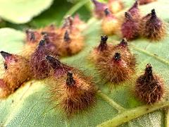 (Hickory Spiny Gall Midge) underside galls on Shagbark Hickory (Hickory Spiny Gall Midge) underside galls on Shagbark Hickory