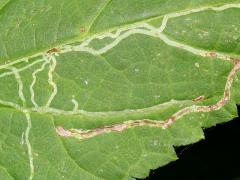 (White Snakeroot Leafminer Fly) upperside mine on White Snakeroot (White Snakeroot Leafminer Fly) upperside mine on White Snakeroot