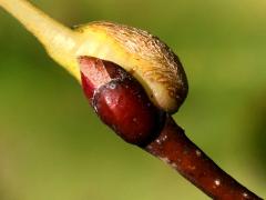 (Citrina Gall Midge) gall on American Linden (Citrina Gall Midge) gall on American Linden