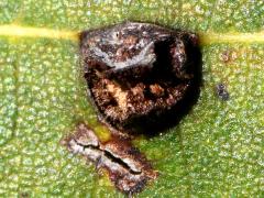 (Linden Wart Gall Midge) upperside gall on American Linden (Linden Wart Gall Midge) upperside gall on American Linden