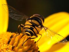 (Transverse Flower Fly) rear (Transverse Flower Fly) rear