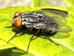 (Synthesiomyia Fly) lateral (Synthesiomyia Fly) lateral