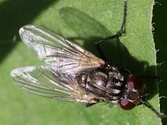 (Common House Fly) female dorsal (Common House Fly) female dorsal