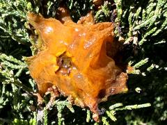 (Eastern Red Cedar) (Cedar-Apple Rust) top gall on Eastern Red Cedar