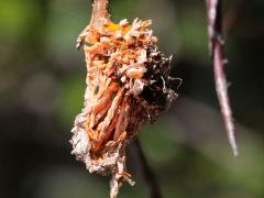 (Cockspur Hawthorn) (Cedar-Quince Rust) aecia on Cockspur Hawthorn