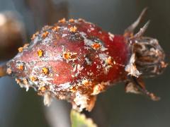 (Cockspur Hawthorn) (Cedar-Quince Rust) fruit on Cockspur Hawthorn