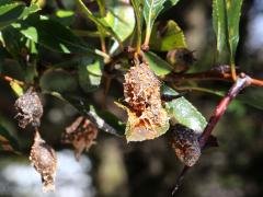 (Cockspur Hawthorn) (Cedar-Quince Rust) tubes on Cockspur Hawthorn