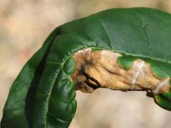 (Green Ash) (Ash Anthracnose) on Green Ash