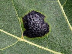 (Silver Maple) (American Tar Spot) on Silver Maple