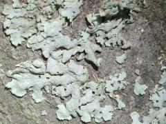 (Serviceberry) (Common Greenshield Lichen) on Serviceberry