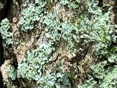 (Camphor Tree) (Powdery Cryptic Shade Lichen) on Camphor Tree
