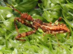 (Sinea Assassin Bug) nymph lateral (Sinea Assassin Bug) nymph lateral