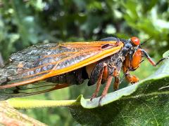 (Dwarf Periodical Cicada) male singing tymbals (Dwarf Periodical Cicada) male singing tymbals