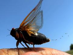 (Dwarf Periodical Cicada) male peeing honeydew (Dwarf Periodical Cicada) male peeing honeydew