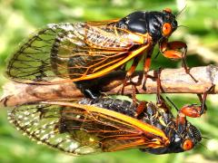 (Dwarf Periodical Cicada) mating pair1 (Dwarf Periodical Cicada) mating pair1