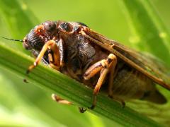 (Prairie Cicada) male profile (Prairie Cicada) male profile
