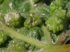 (Grape Phylloxera) underside galls on Riverbank Grape (Grape Phylloxera) underside galls on Riverbank Grape