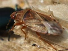 (Bulrush Bug) lateral (Bulrush Bug) lateral