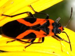 (False Milkweed Bug) dorsal (False Milkweed Bug) dorsal