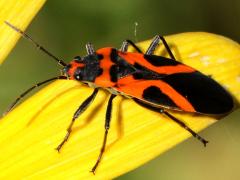 (False Milkweed Bug) profile (False Milkweed Bug) profile