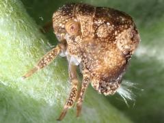 (Acanaloniid Planthopper) nymph (Acanaloniid Planthopper) nymph